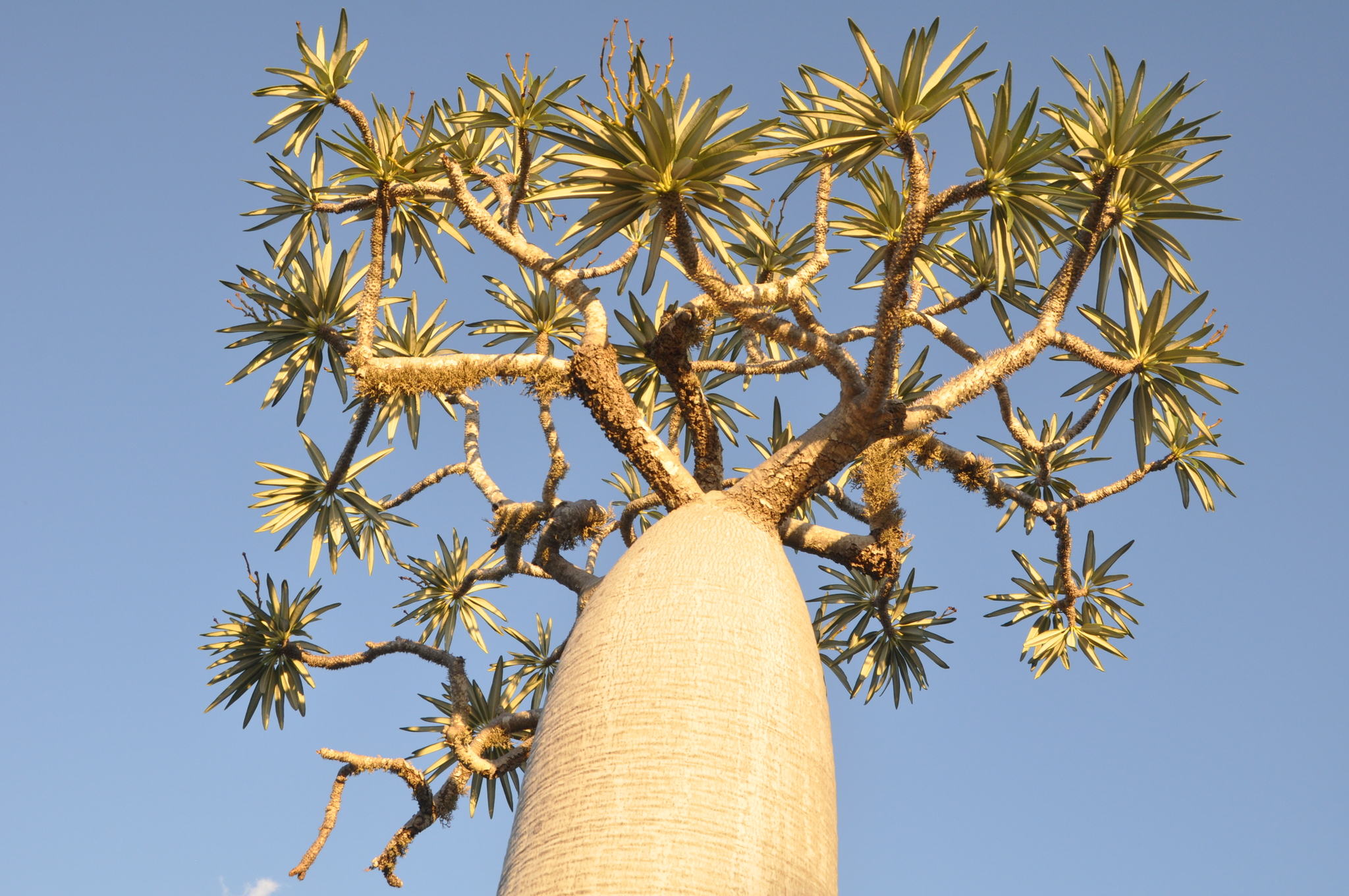 Pachypodium geayi