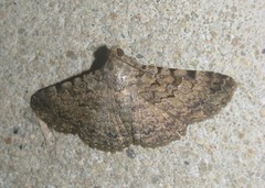 Polydesma boarmoides