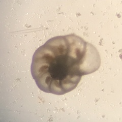 Foraminifera
