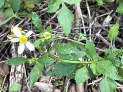 Bidens alba
