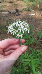 Amerallium