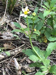 Bidens alba