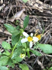Bidens alba
