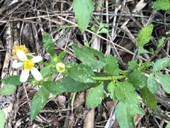 Bidens alba