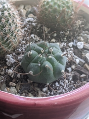 Matucana madisoniorum