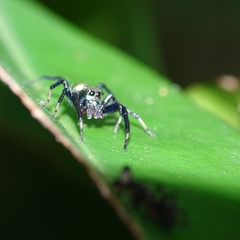 Thiania bhamoensis
