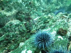 Oxylebius pictus