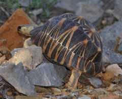 Astrochelys radiata