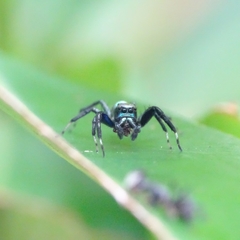 Thiania bhamoensis