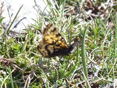 Eurranthis plummistaria