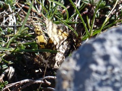 Eurranthis plummistaria