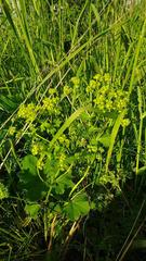 Alchemilla sarmatica