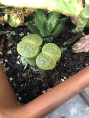 Lithops