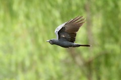Corvus ossifragus