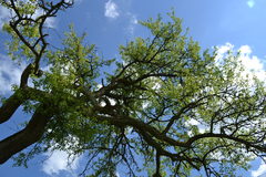 Pyrus communis pyraster