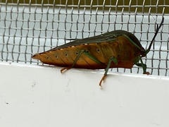 Piezosternum subulatum