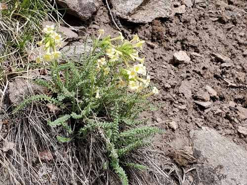 Image of Brandegee's Jacob's-Ladder (Polemonium brandegeei) by no rights reserved