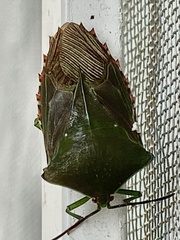 Piezosternum subulatum