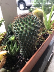 Mammillaria polythele