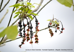 Erythrina rubrinervia