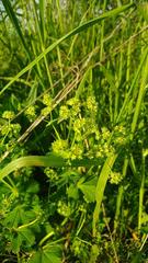 Alchemilla sarmatica
