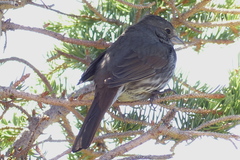 Passerella iliaca schistacea