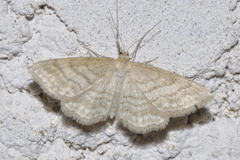 Idaea macilentaria