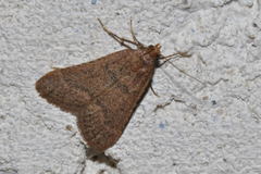 Bostra obsoletalis