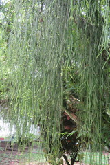 Rhipsalis baccifera