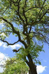 Pyrus communis pyraster