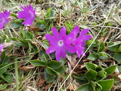 Primula clusiana