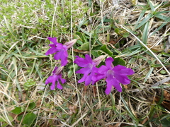 Primula clusiana