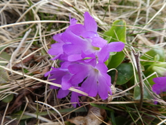 Primula clusiana