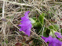 Primula clusiana