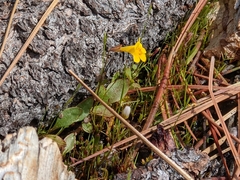Erythranthe primuloides