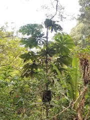 Cecropia telenitida