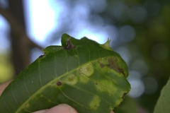 Phylloxera caryaefoliae