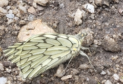 Hesperocharis marchalii