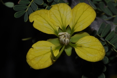 Senna meridionalis