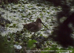 Gallinago nobilis