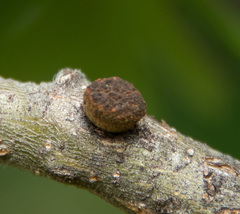 Disholcaspis eldoradensis