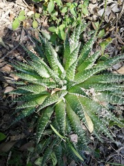 Aristaloe aristata