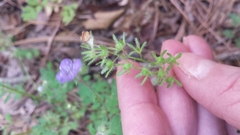 Phacelia maculata