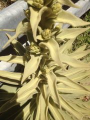 Verbascum sinaiticum