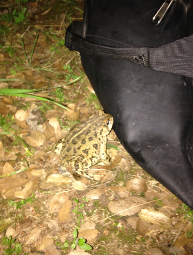 iNaturalist observation photo of California Toad