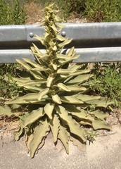Verbascum sinaiticum