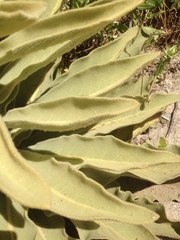 Verbascum sinaiticum
