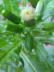 Erechtites hieraciifolius image