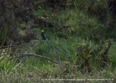 Chrysomus icterocephalus bogotensis