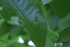 Phylloxera caryaegummosa